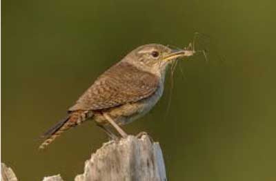 july-2024-bird-2