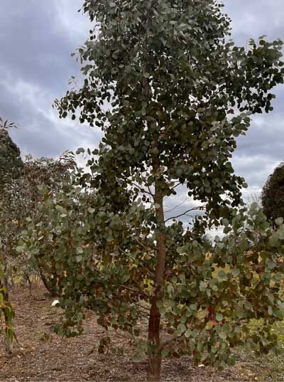 may-2023-tree